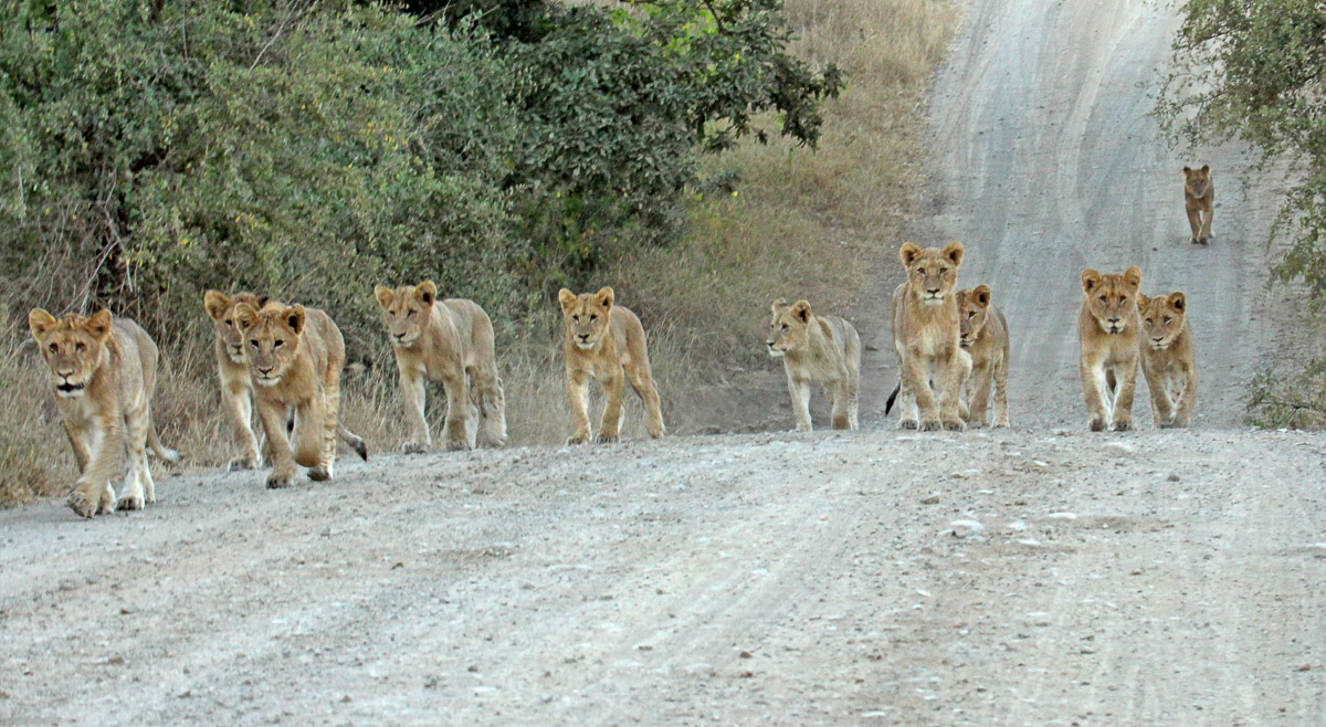 Part of the mega-pride of lions on the S100 near Satara