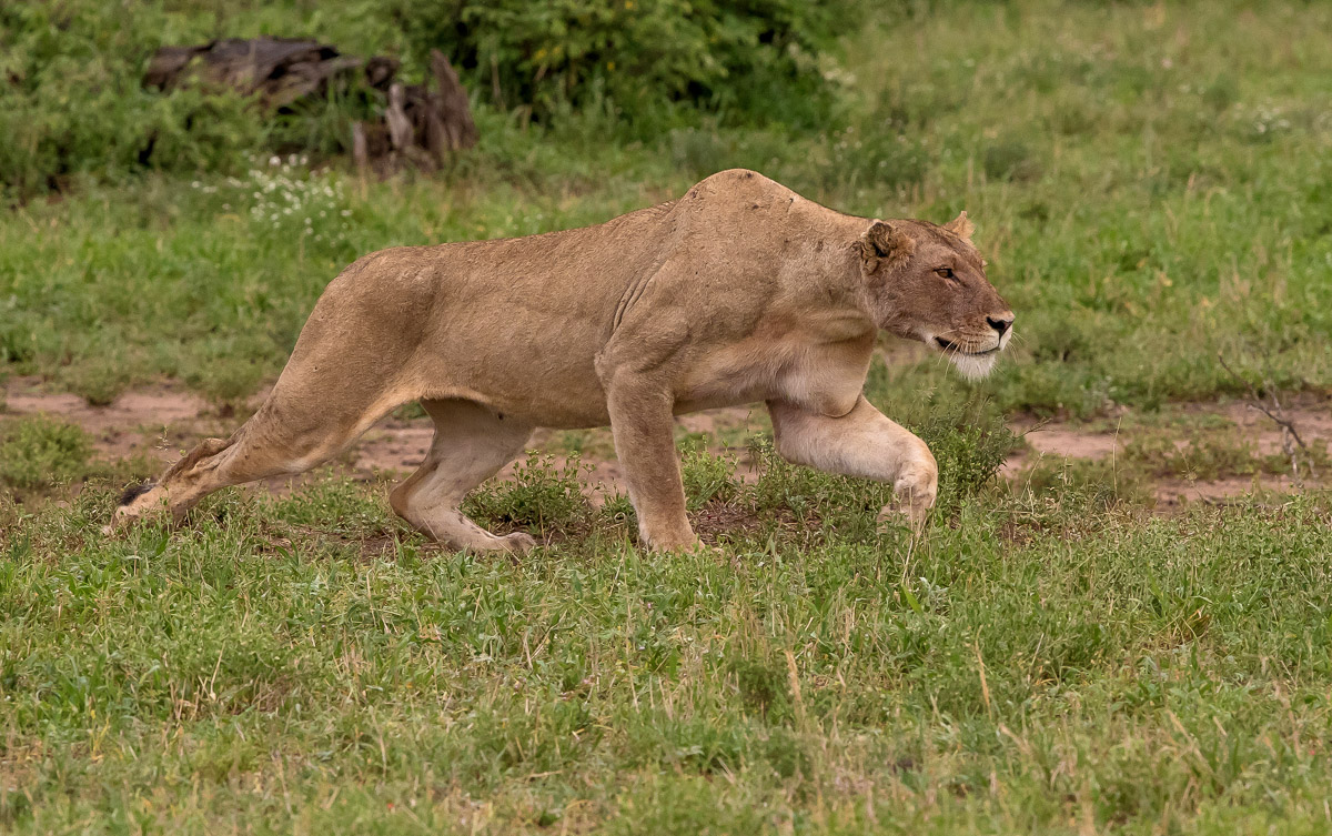 Lioness stalking on the S100 in Kruger