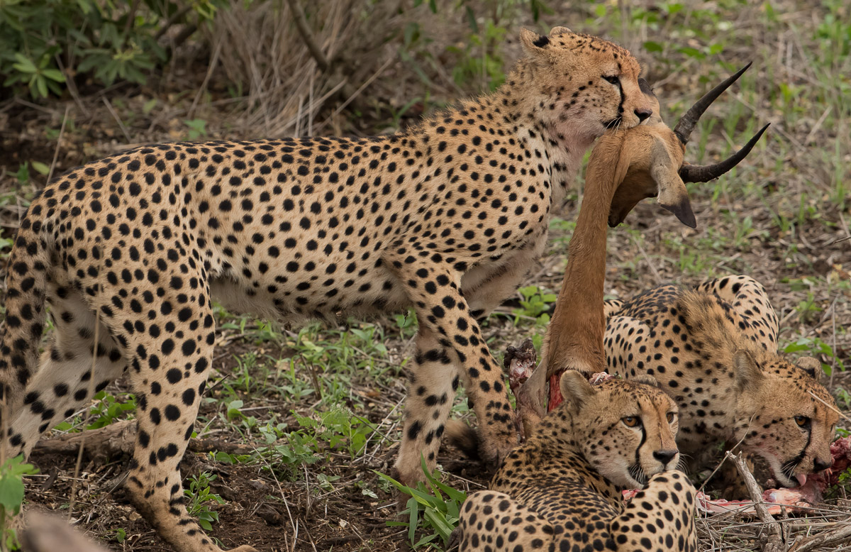 Cheetahs with kill on the S100 near Satara in the Kruger Park