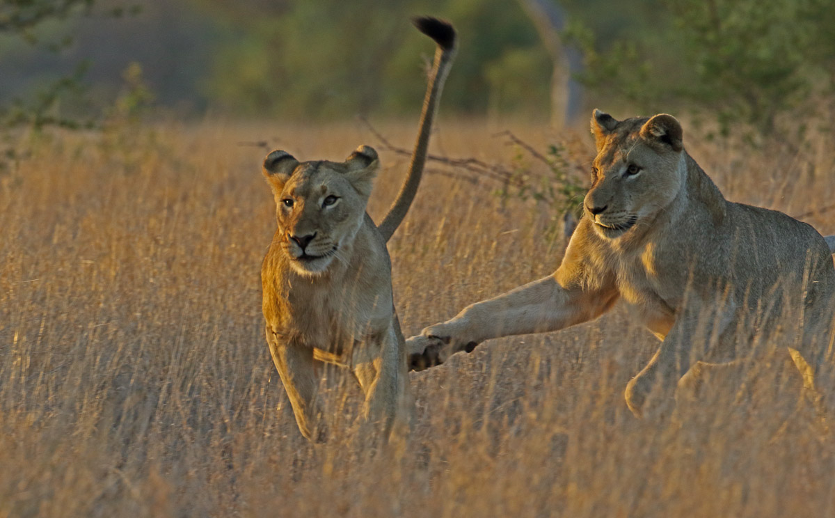 Lions playing - seen from the H7 between Orpen and Satara in Kruger Park