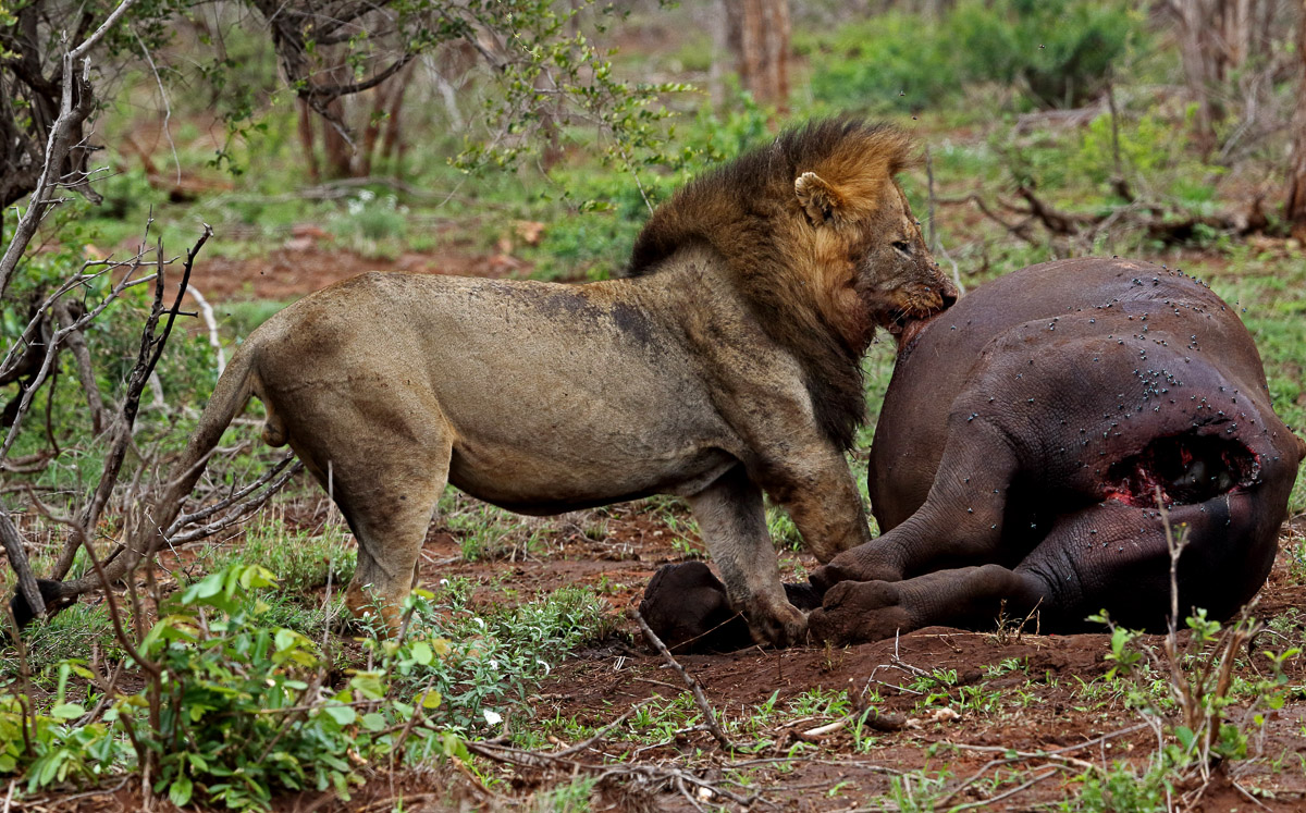 Male lion feeding on rhino carcass in Kruger Park