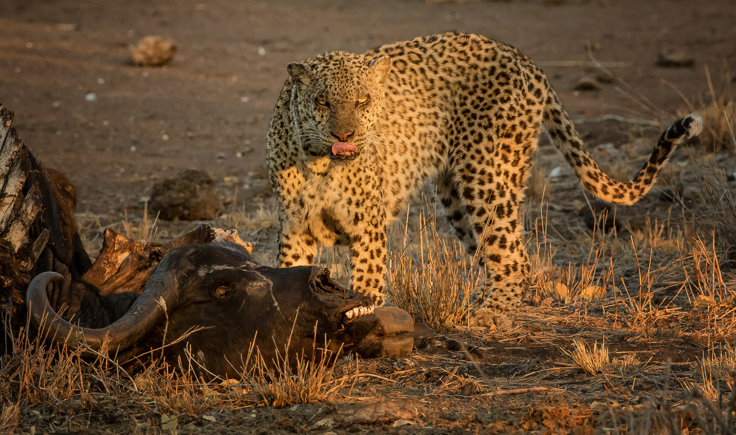 Leopard feeding on buffalo carcass near Satara camp in Kruger Park