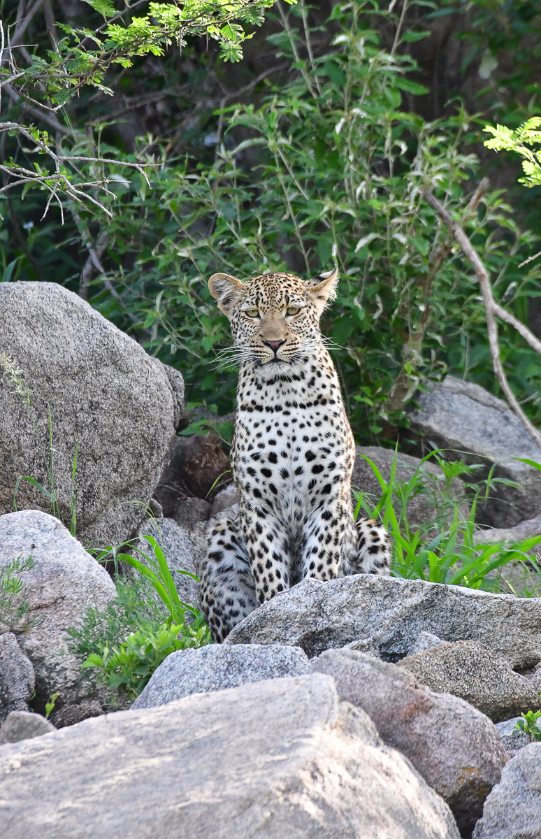 Leopard on Klipspringer Koppie in Kruger Park