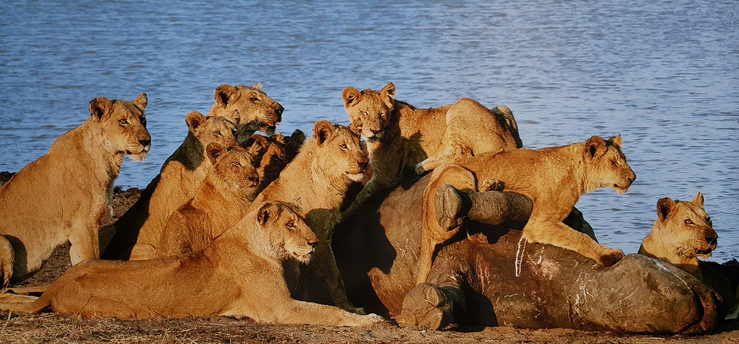Lions eating black rhino carcass in Kruger National Park