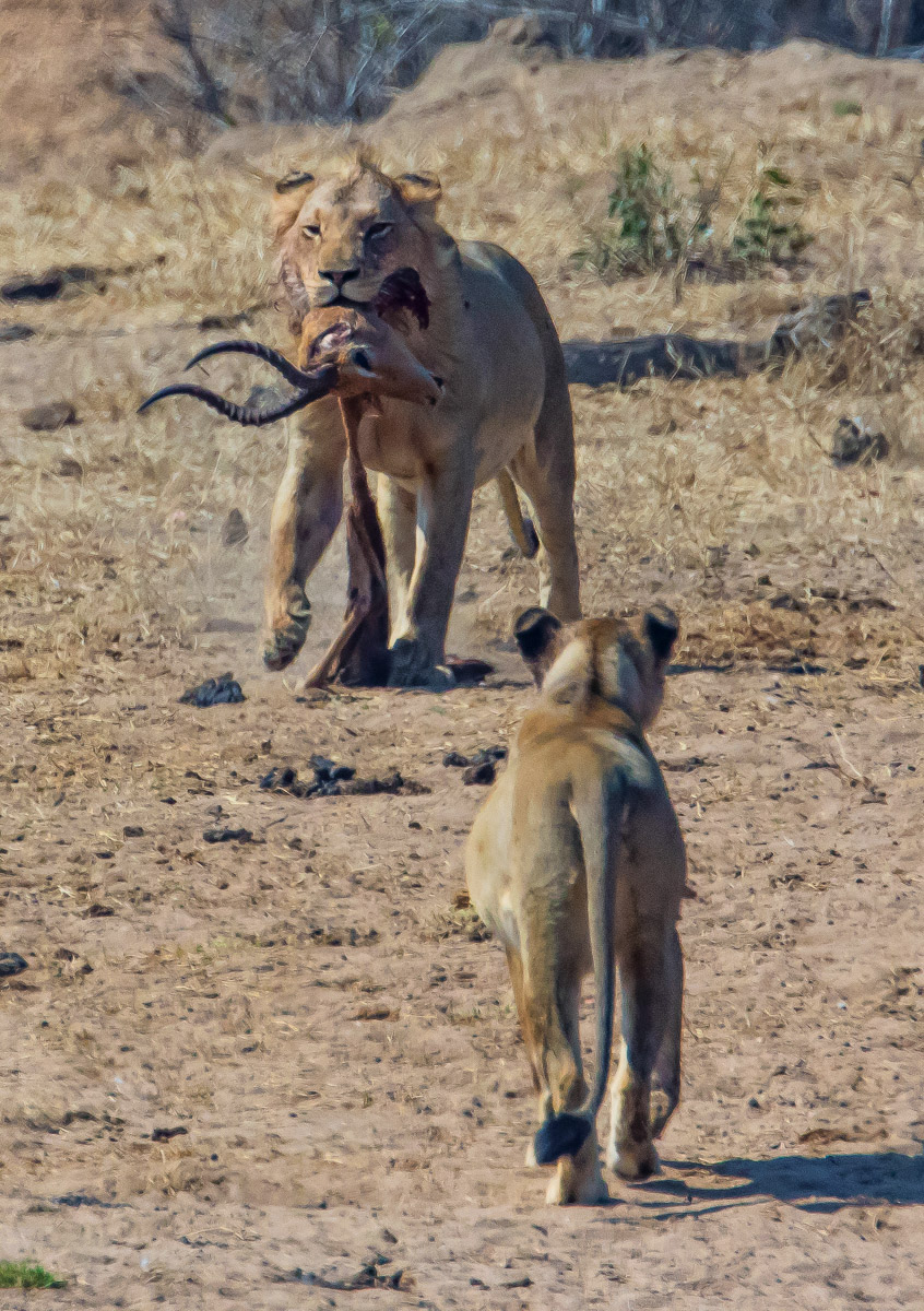 Male lion with impala head in his mouth - Kruger Park