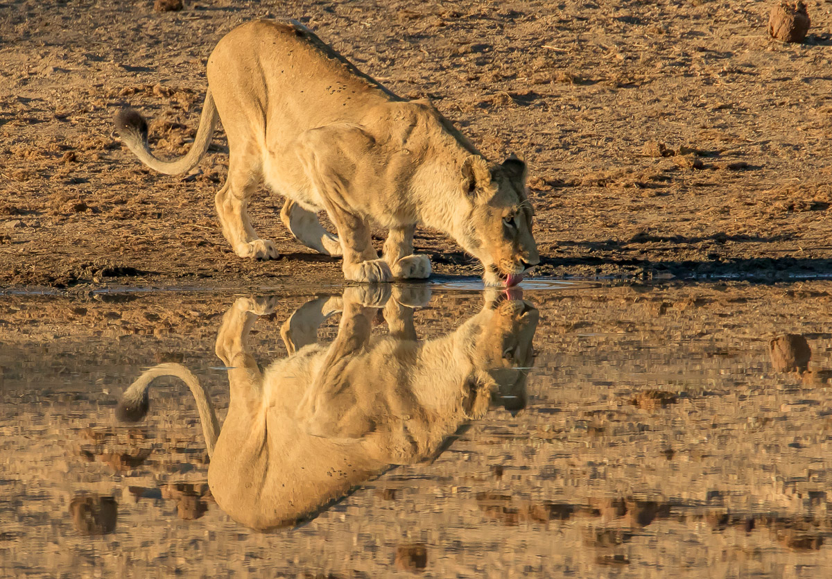 A lioness is reflected in the still waters of Shimangwaneni Dam in Kruger National Park, South Africa