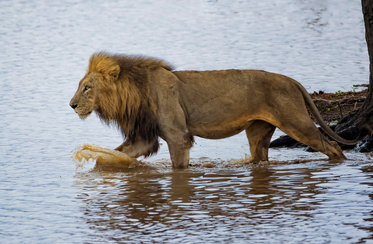 Male lion wading through the water at Mazithi Dam in Kruger Park
