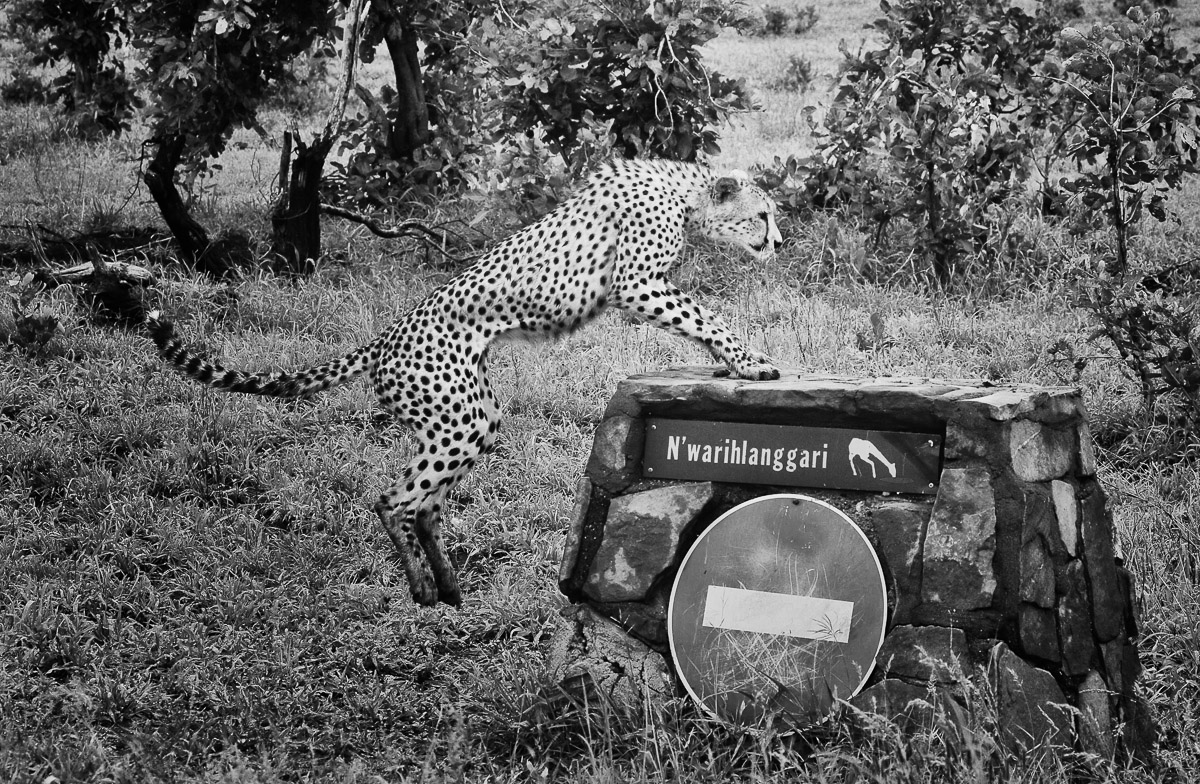 Cheetah jumping on road sign on the H1-7 near Shingwedzi in the Kruger Park