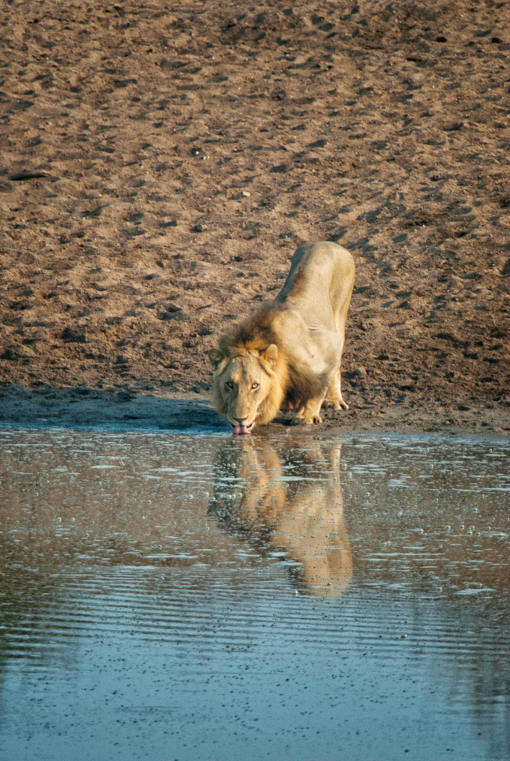 Male lion drinking at Nsemani dam, Kruger Park