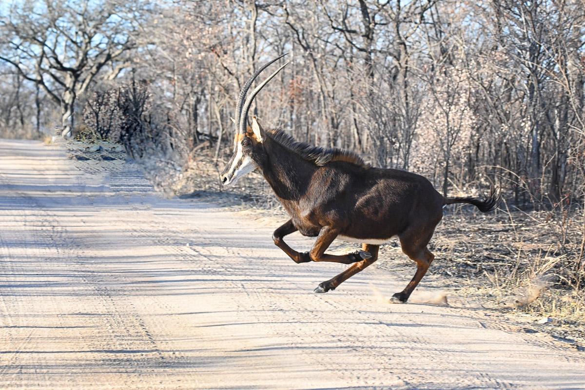 Sable running on the S3 image taken near Pretoriuskop Camp in the Kruger National Park