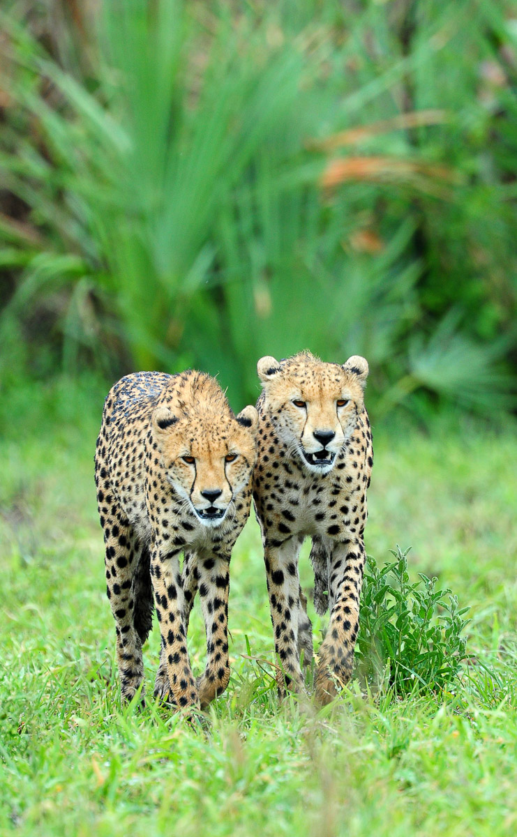 Cheetah brothers walking on the H1-7 in the Kruger Park