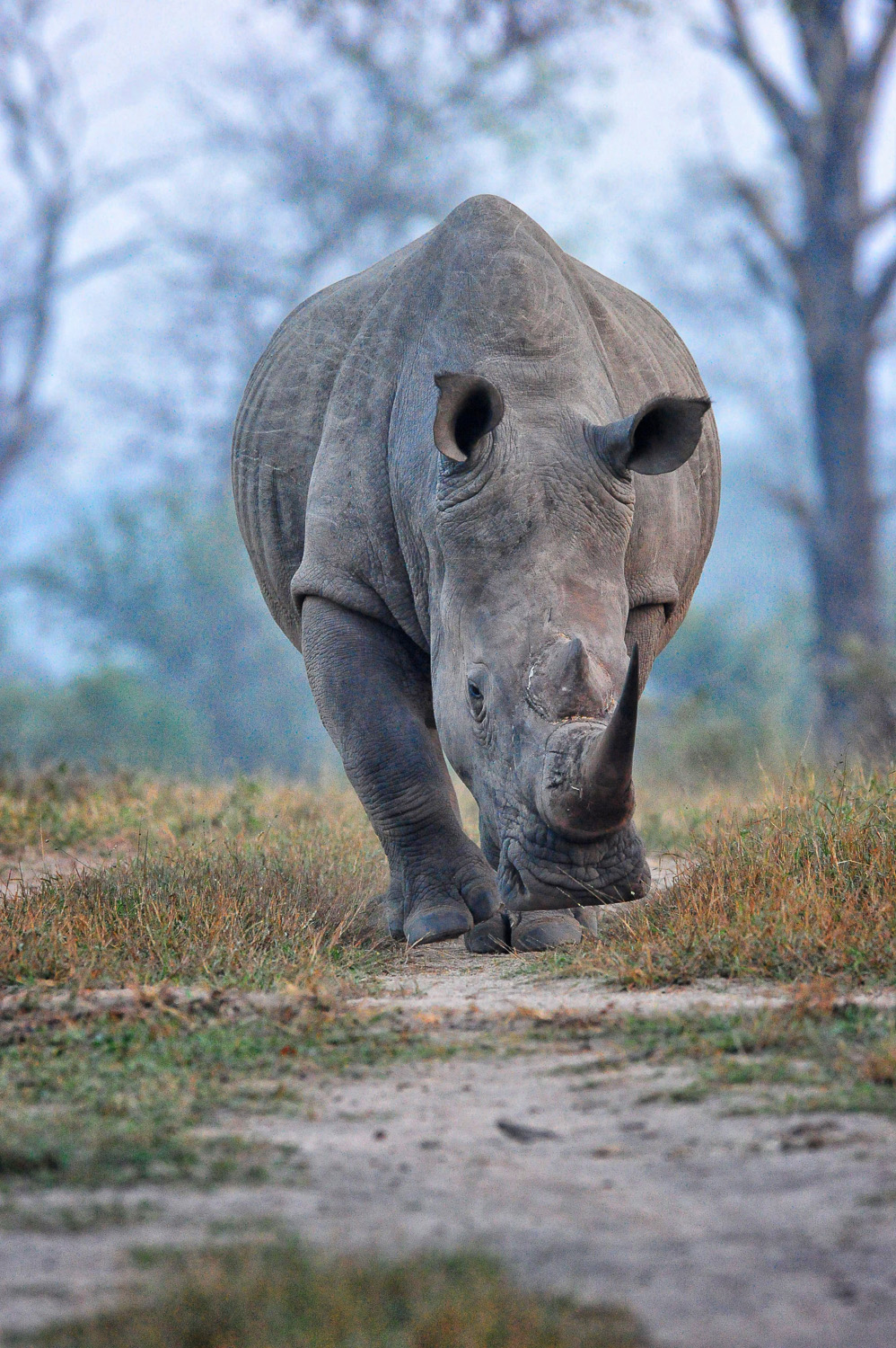 White Rhino image taken on a Guided Safari in the Greater Kruger National Park