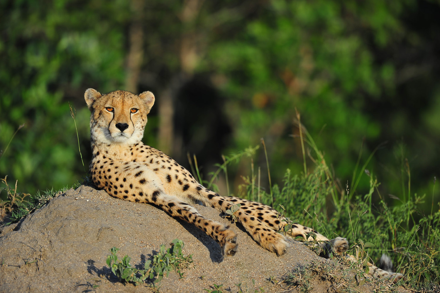 Cheetah lying on termite mound in Sabi Sands