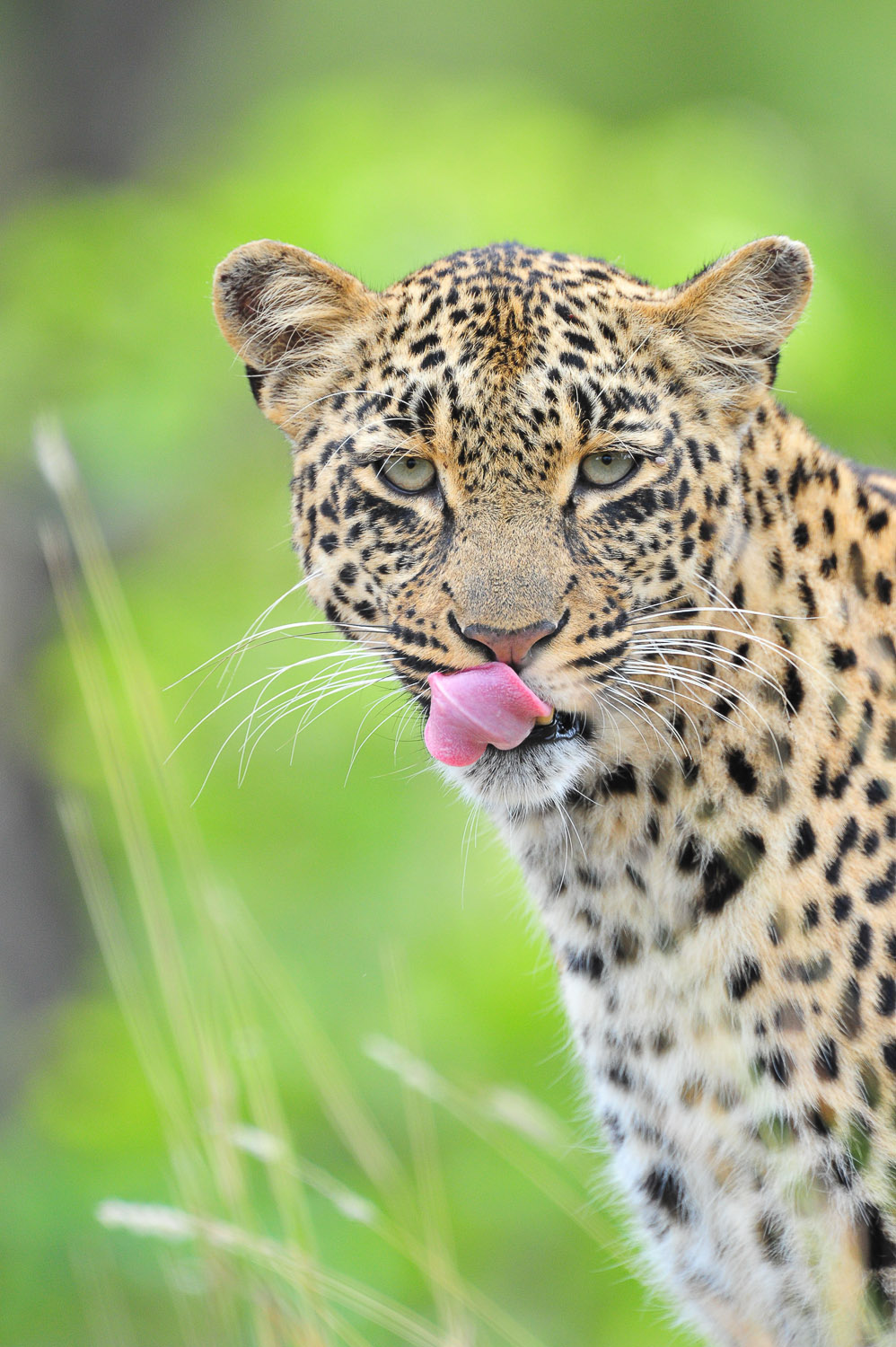 Leopard taken on Photographic Safari at Cheetah Plains in the Sabi Sands