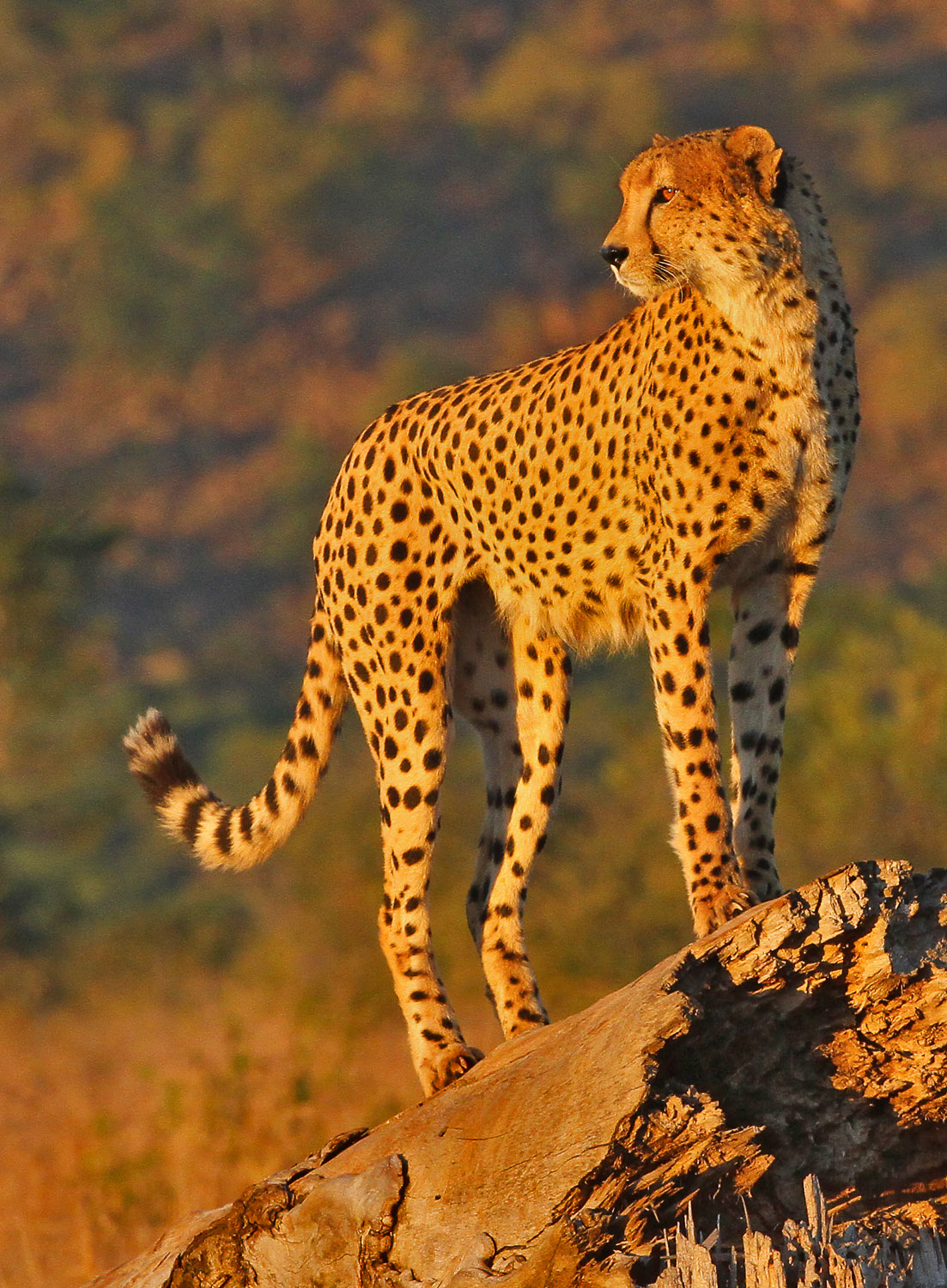 Cheetah in golden light on the H10 in the Kruger Park