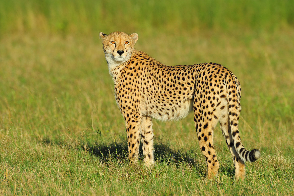 Cheetah taken on Photographic Safari at Cheetah Plains Lodge in Sabi Sands