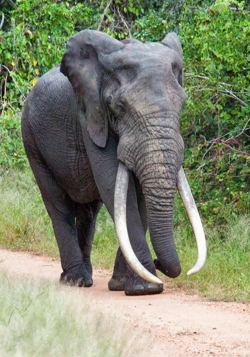 Big Tusker - Masbambela taken on the S99 Mahonie Loop near Punda Maria Camp in the Kruger Park