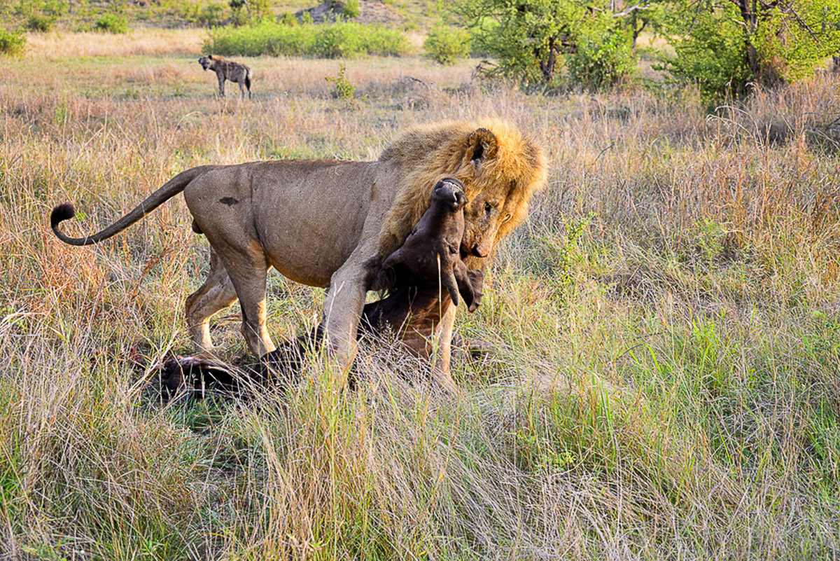 Male lion with buffalo kill in Manyeleti