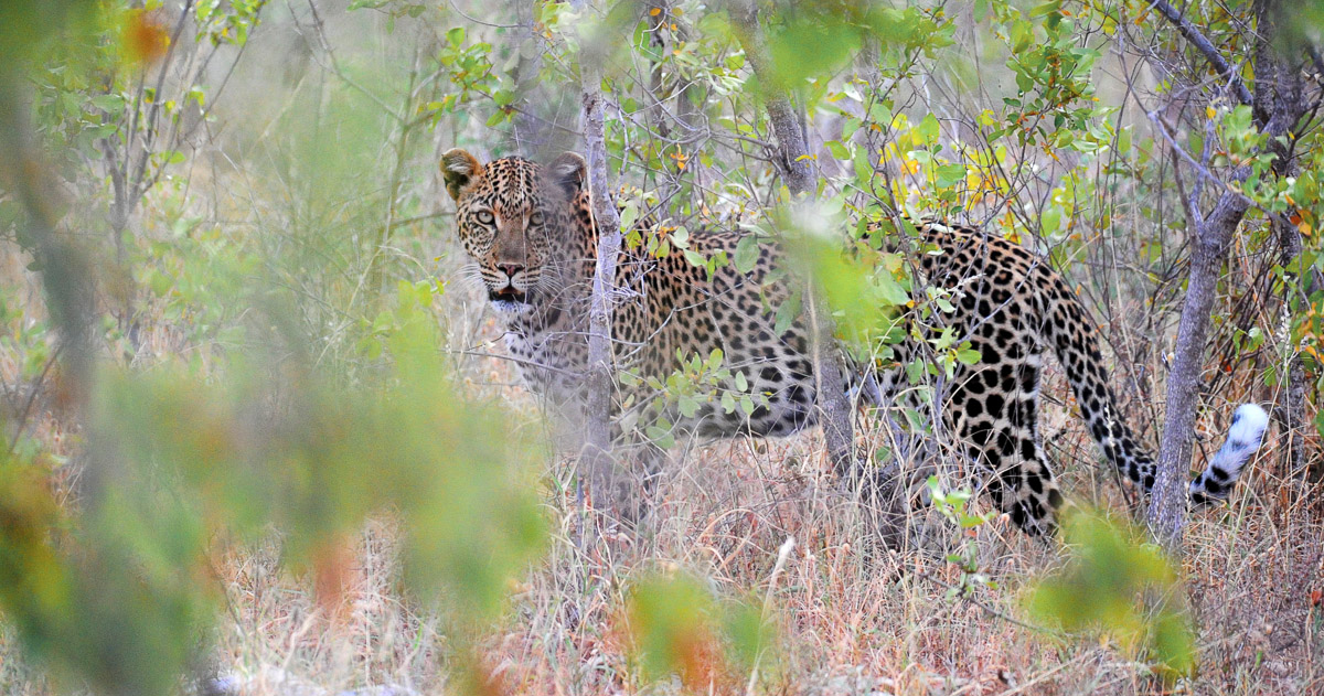Leopard found walking through Mopani trees at the S62 gravel road turnoff near Letaba camp in the Kruger Park