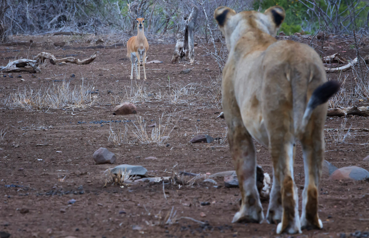 Lioness and Steenbok standoff - Kruger National Park