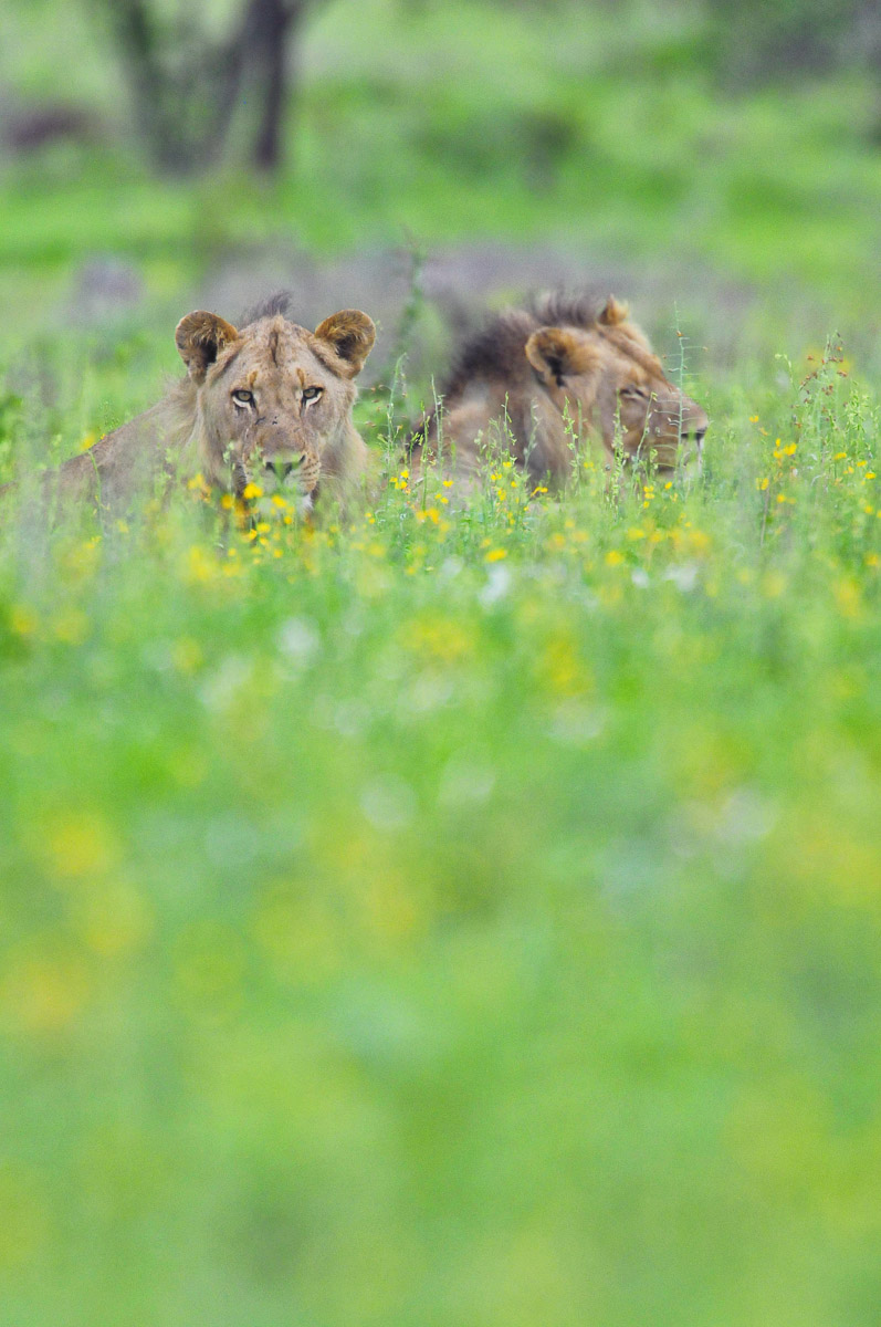 Lions lying in the Wild flowers, image taken on the S90 near Satara in the Kruger National Park
