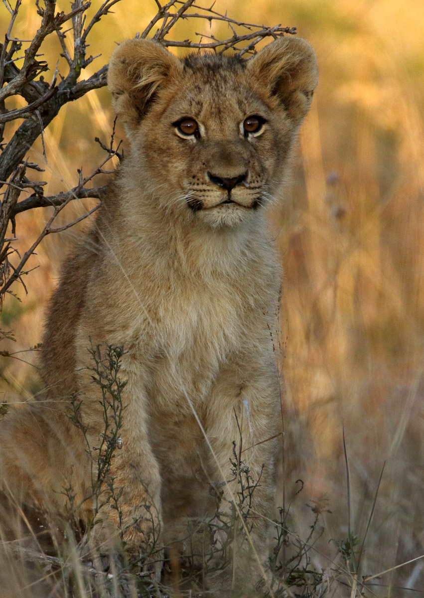 Cute lion cub in Kruger Park