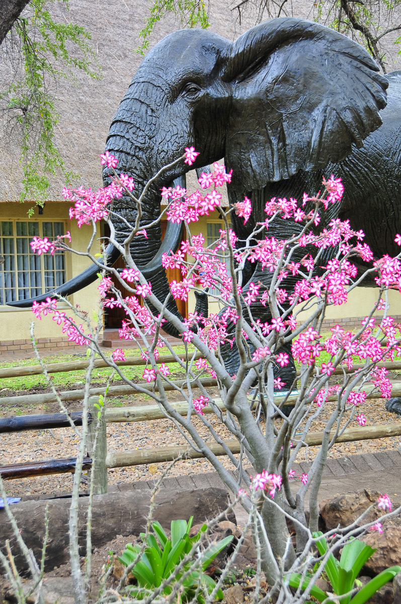 Impala Lily outside the Elephant Museum in Letaba Camp in the Kruger National Park