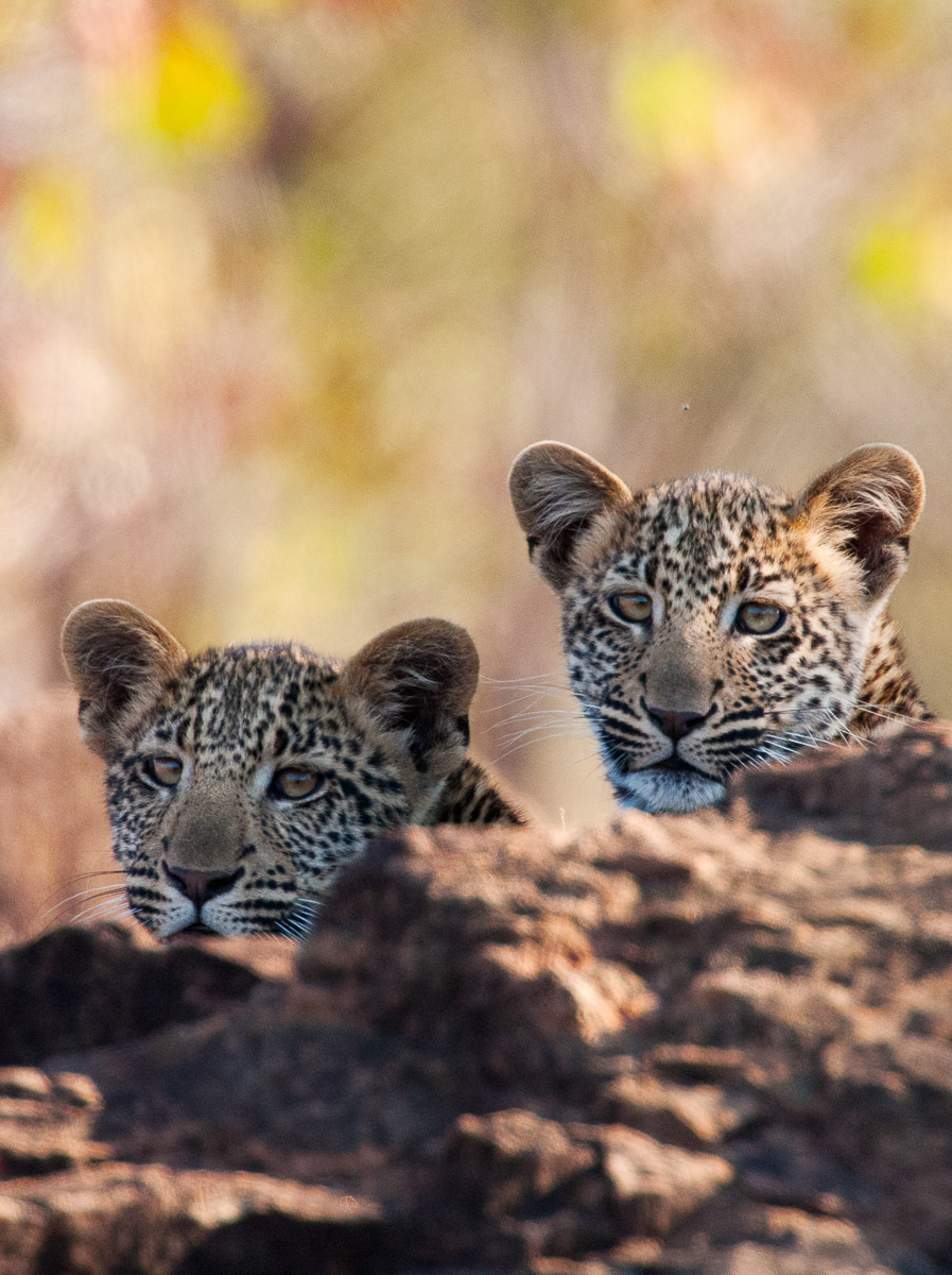 Leopard cubs peeping from behind rocks near Shimuwini Bush Camp in Kruger Park