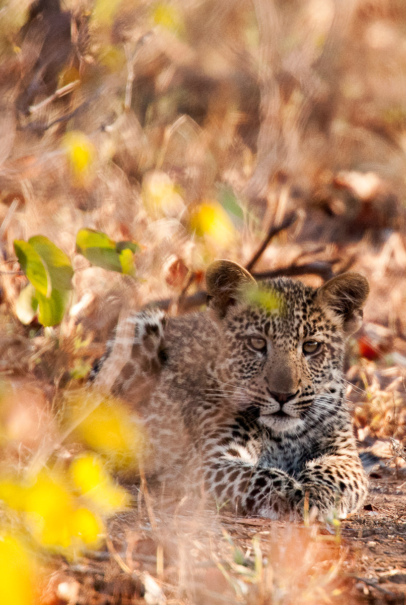 Leopard cub lying in the Mopani trees near Shimuwini Bush Camp in the Kruger Park