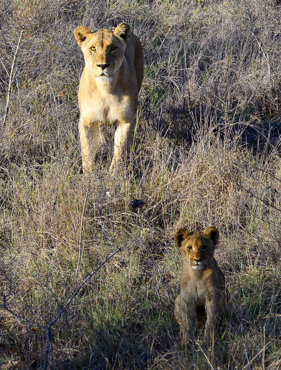Lioness and her cub in Kruger National Park