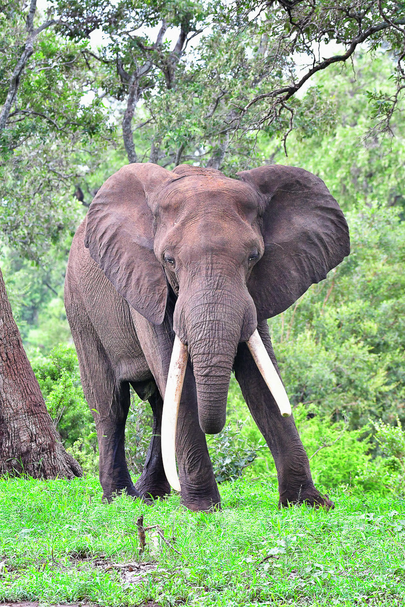 Large-tusker elephant 'Ngonyama' seen on the H14 near Phalaborwa in the Kruger Park