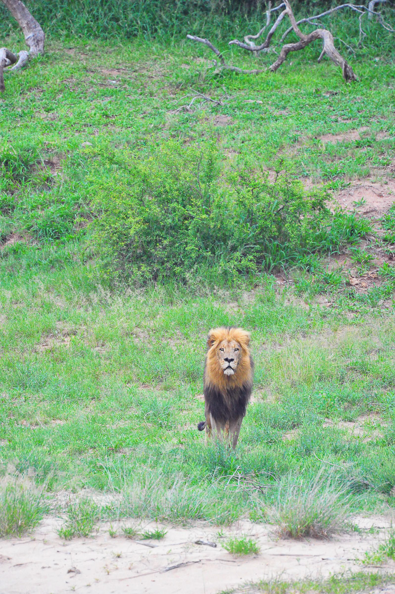 Male lion seen from Letaba high-level bridge in Kruger Park