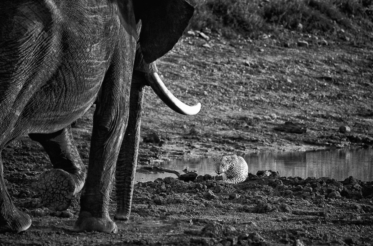 Leopard "Thor" and elephant stand off at Sable Hide on the S51 near Phalaborwa Gate in the Kruger Park