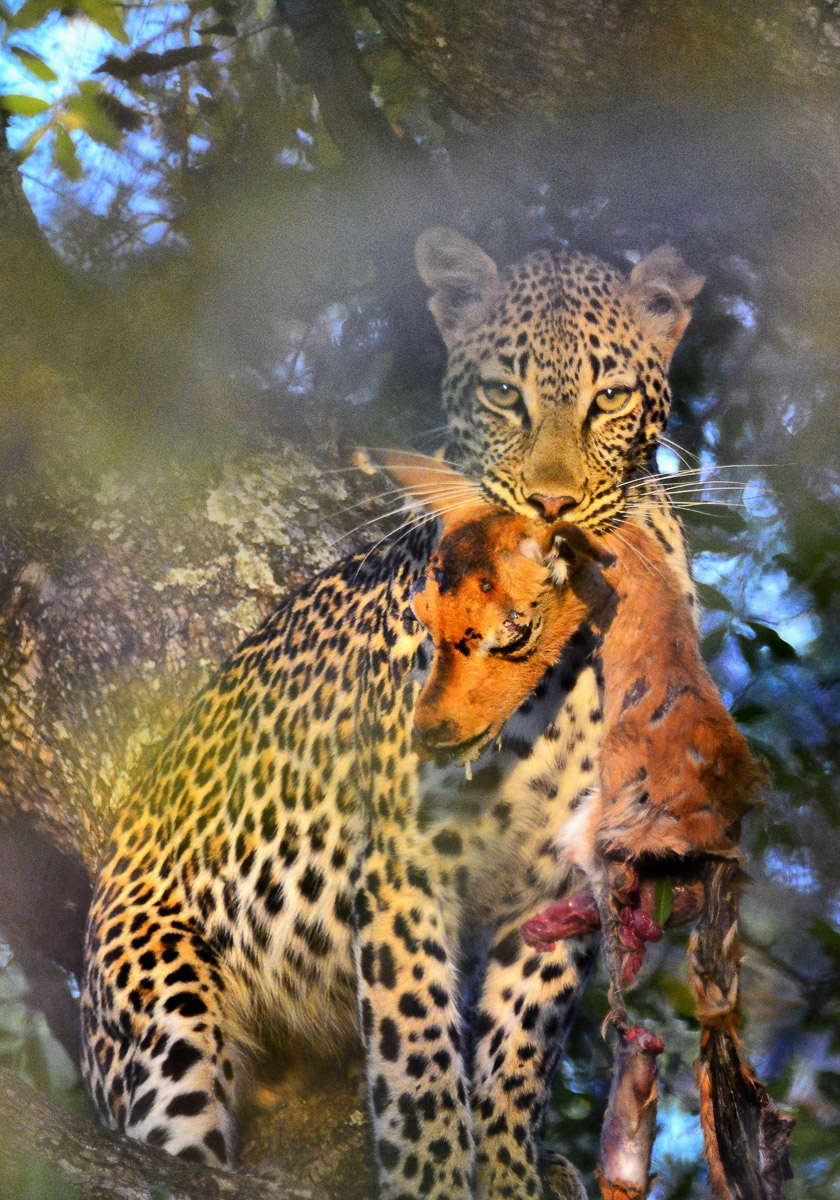 Leopard with kill in tree on the S51 near Sable Dam in the Kruger Park