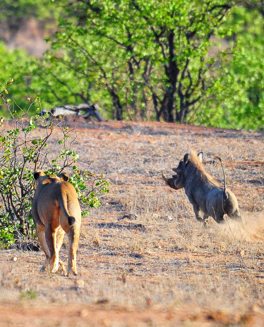 Lioness chasing warthog at Masorini waterhole - Kruger National Park