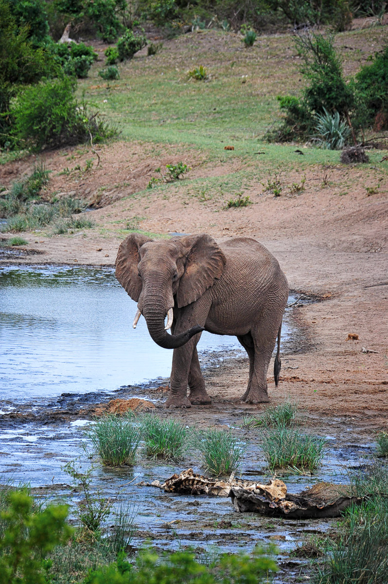 Elephant examining a hippo carcass on the Ngobeni short loop in the Phalaborwa area in the Kruger Park
