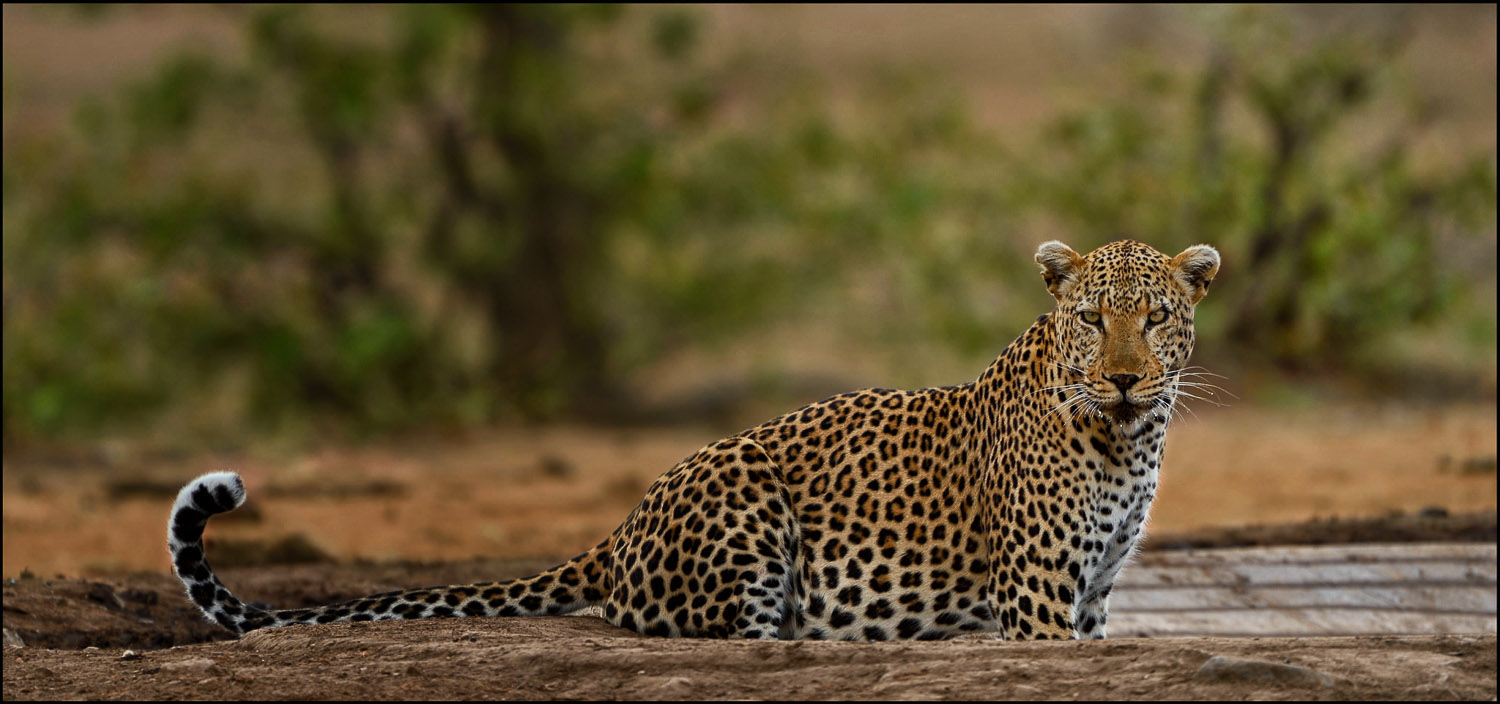 Leopard drinking at Nandzana waterhole in Kruger Park