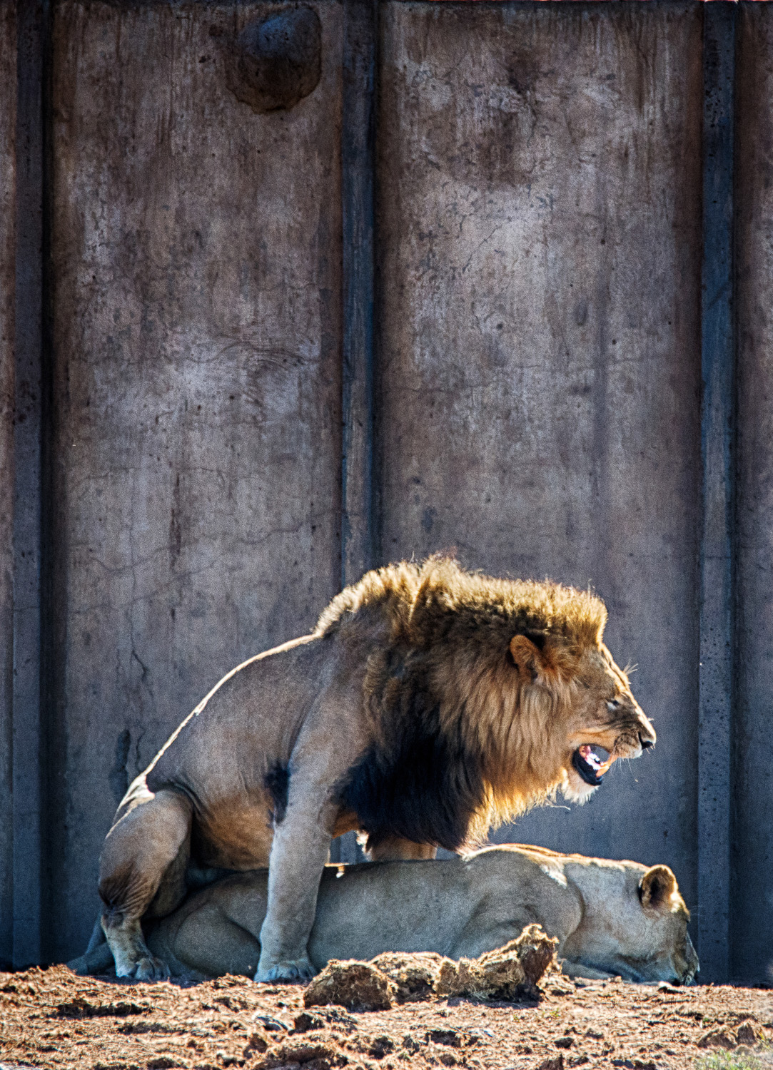 Mating lions in Kruger Park