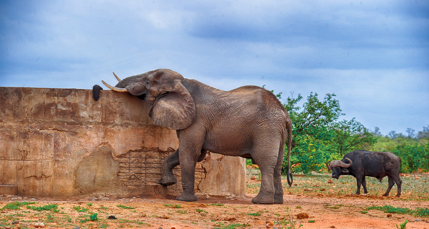 Elephant drinking at Ngwenyeni waterhole on the S131 in the Phalaborwa area in the Kruger Park