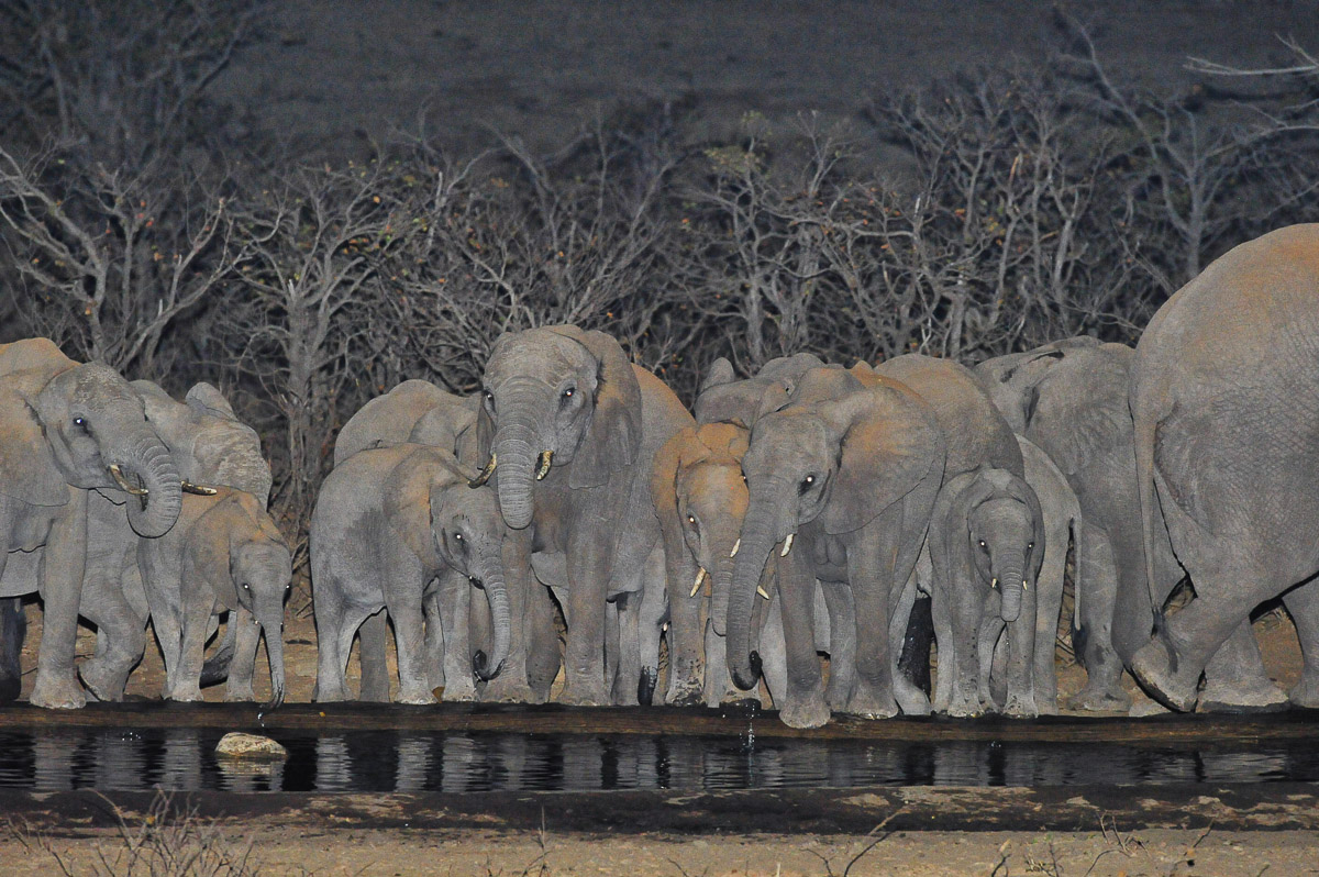 Elephant drinking at Boulders Bush Lodge waterhole at night in the Kruger Park