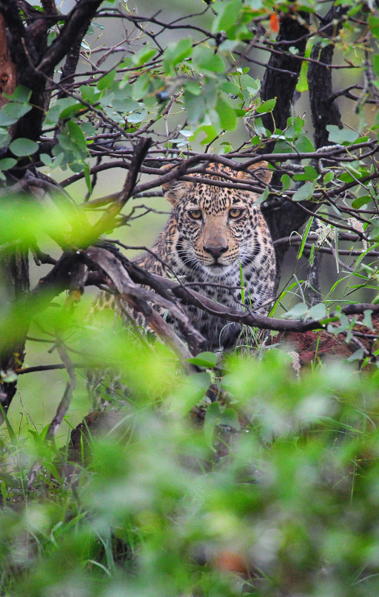 Leopard cub peeping through the Mopani trees on the S142 near Mopani camp in the Kruger Park