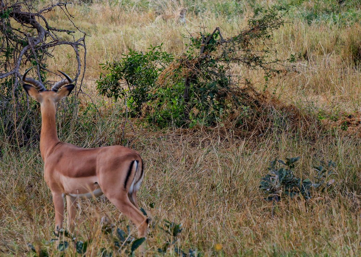 Impala checking the Leopard hidden in the grass in the Kruger National Park