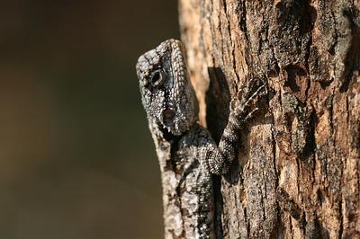 Lizard basking in the first rays of the morning sun