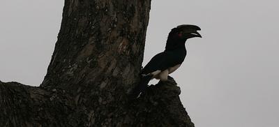 Trumpeter Hornbill staring at... 