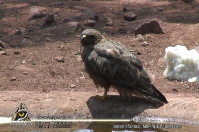 What type of bird is this? 