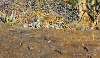Leopard cub at Shimuwini camp