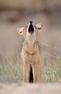 Howling Jackal