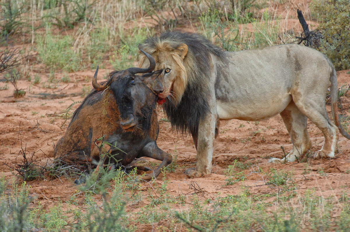 Kalahari Lion with wildebeest kill