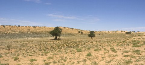 Lower dune road in Kalahari Lower dune road in Kalahari