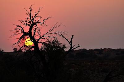 Towards water - the life of the Kalahari